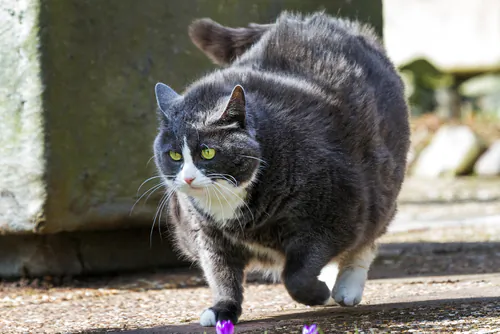 Is Your Cat Fat? Is Your Dog Chubby?