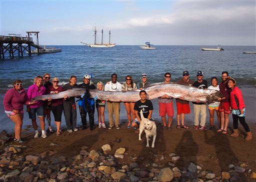 The crew of sailing school vessel Tole Mour and Catalina Island Marine Institute instructors hold an 18-foot-long oarfish that was found in the waters of Toyon Bay on Santa Catalina Island, Calif. Scientists from the University of California, Santa Barbara have dissected the fish and found large, larval tapeworms in its intestine. An adult spiny-headed worm also was found embedded in the intestine. (AP Photo/Catalina Island Marine Institute, File)