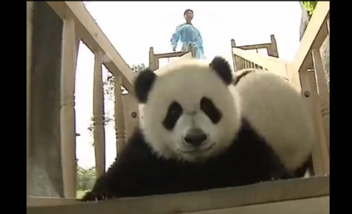 Cute Pandas Playing On The Slide The Epoch Times Cute Pandas Playing On The Slide The Epoch Times