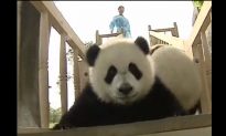 Super Cute Pandas Playing on Slide (+Video)