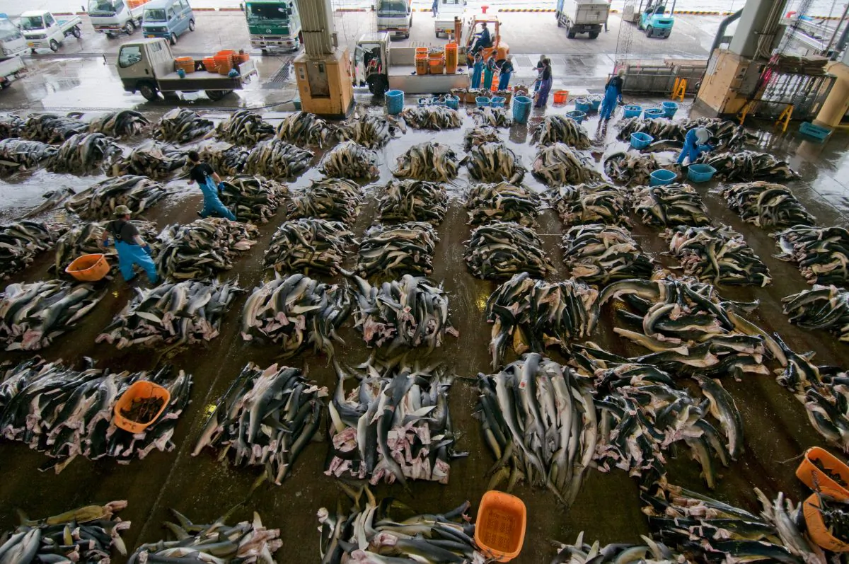 Tens of thousands of sharks are now being killed every hour of the day. Photo by Shawn Heinrichs.