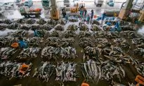 Sharks, Whales, Ivory, and Drugs