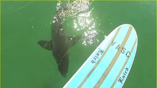 A great white shark swims under Mike Durand's paddle board near Manhattan Beach, Calif. (Screenshot/KCTV5)