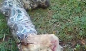 Snake Eats Dog on LiveLeak Video (Potentially Disturbing Content)