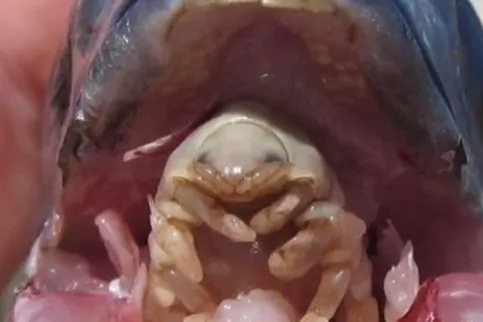 5 Really Creepy Parasites