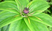 Medicinal Herb: Paris Polyphylla