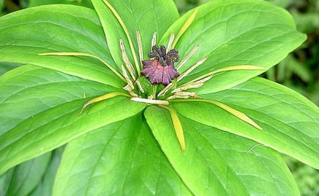 Paris polyphylla is a herb that has long been regarded in traditional Chinese medicine as a great cure for fevers, burns and for detoxification. In particular, it cures snake bites very well. (Alnus/Wikipedia)