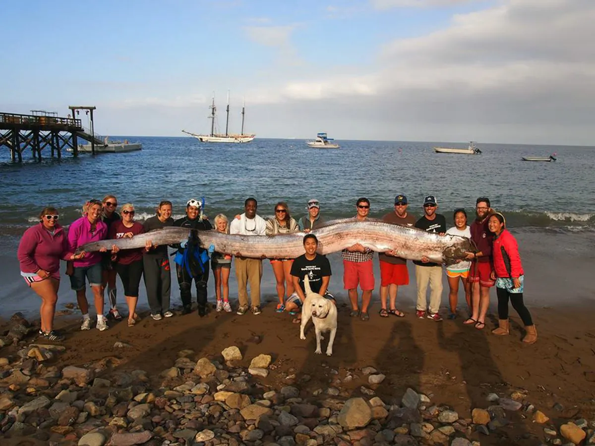 The crew of sailing school vessel Tole Mour and Catalina Island Marine Institute instructors hold an 18-foot oarfish that was found in the waters of Toyon Bay on Santa Catalina Island, Calif., in mid-October 2013. Giant oarfish, which the Japanese believe are a harbinger of earthquakes, are rarely seen, dead or alive. (AFP Photo/CIMI/Handout)