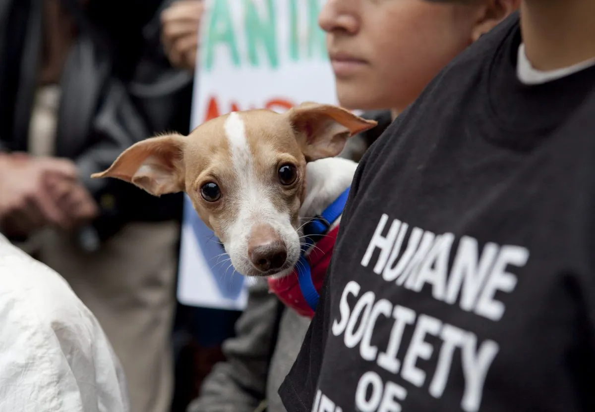 Bogart, a shelter dog at The Humane Society of New York, peeks out from the crowd during a rally to call for an end of puppy mills on the steps of City Hall, New York, Nov. 1, 2013. (Samira Bouaou/Epoch Times)
