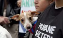 Animal Rights Activists Urge NY Gov. Cuomo to Sign Puppy Mill Bill