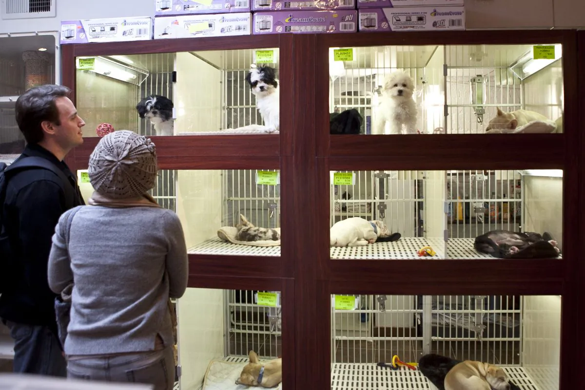A man and a woman peer into the display windows of a midtown Manhattan pet store in New York, on Nov. 1, 2013. (Samira Bouaou/The Epoch Times) 