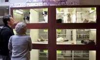 New York Pet Stores Sue to Continue Selling Dogs, Cats, and Bunnies