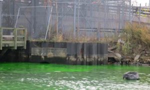 Mystery Green Color Spotted in Newtown Creek