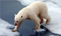 Climate Change, Me and Polar Bears; A Final Entry