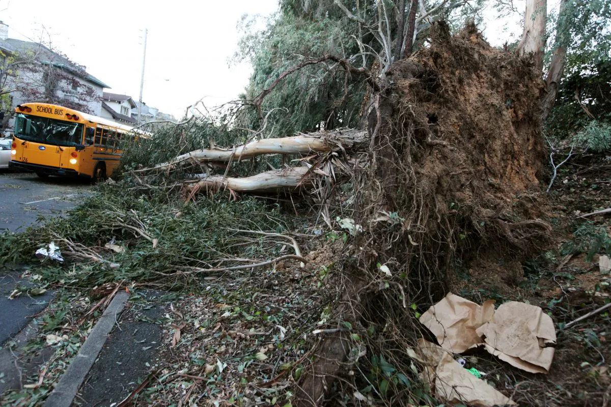 A school bus drives past a fallen eucalyptus tree in Oakland, Calif., on Friday, Nov. 22, 2013. Three people were killed in Northern California as high winds battered the region and caused major power outages, and fallen trees and branches.  (AP Photo/The Tribune, Laura A. Oda)