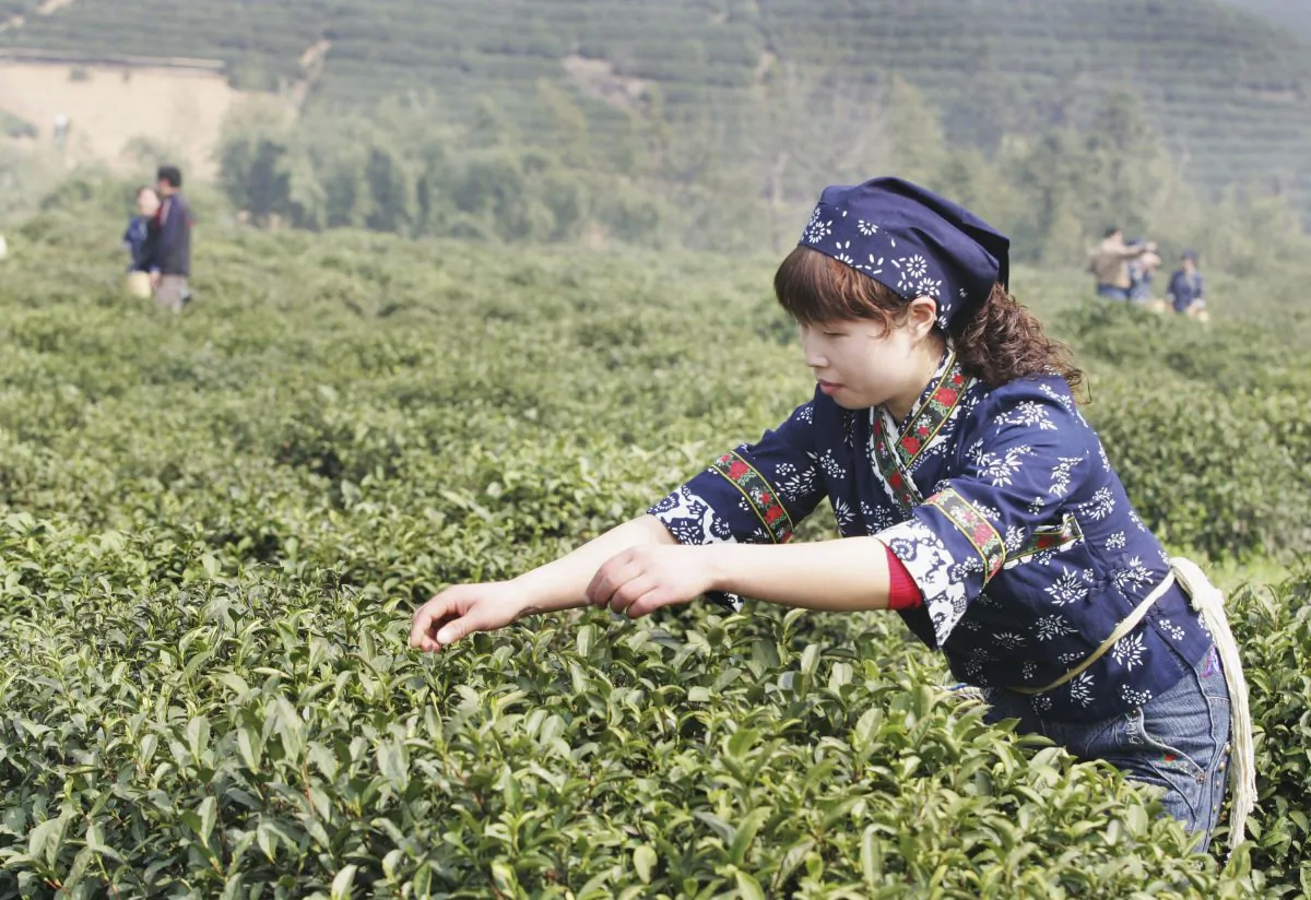 A migrant tea picker plucks tea leaves on the first day of the Dragon Well Tea Festival at the Longwu Township, famous for its top-grade dragon well tea March 22, 2007 in the outskirts of Hangzhou of Zhejiang Province, China. (China Photos/Getty Images)