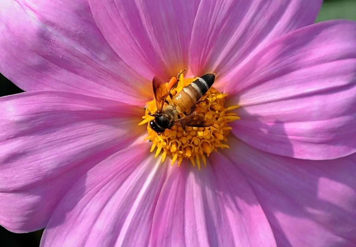 A honeybee rests on a dahlia blooming in a garden of New Delhi on March 3, 2009. (Manan Vatsyayana/AFP/Getty Images)