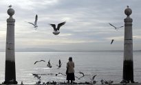 Feeding seagulls in Lisbon