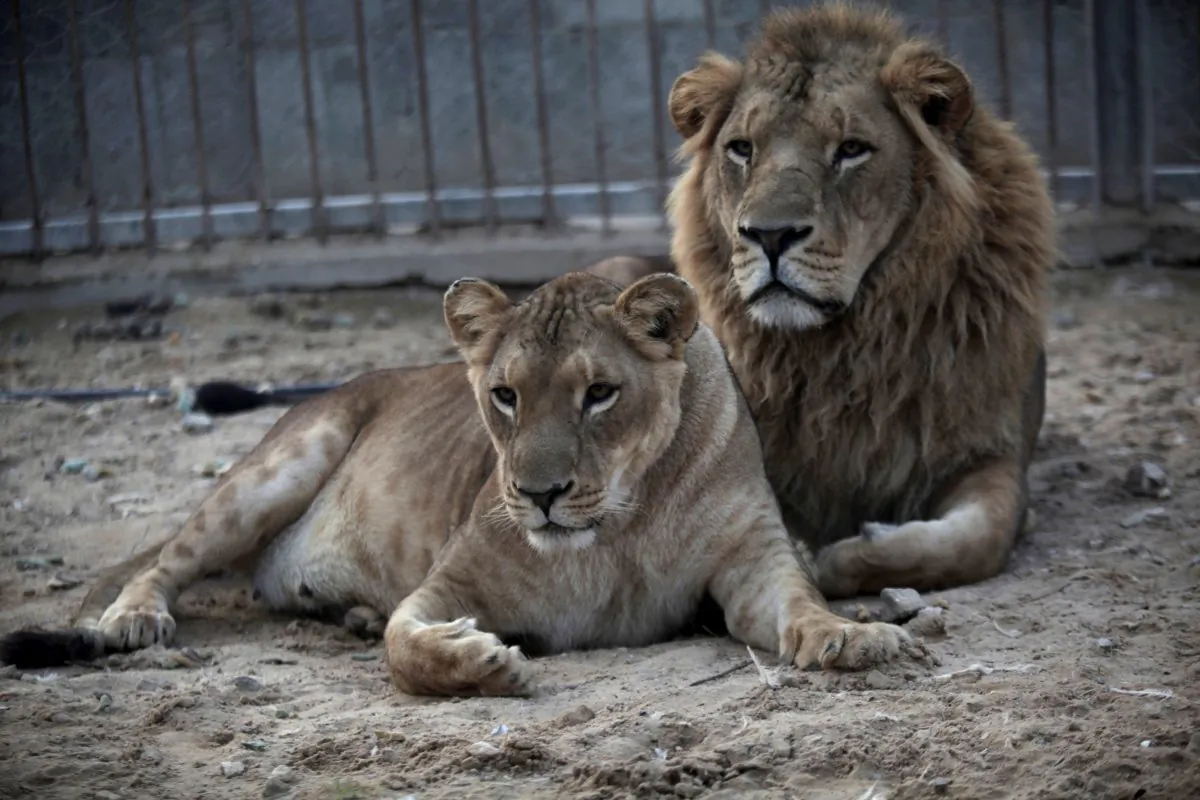 A pair of African lions, rest at Besan Zoo in Beit Lahiya, northern Gaza Strip, on Nov. 19, 2013. (AP Photo/Hatem Moussa)