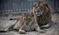 4 More Tigers and 3 Lions Test Positive for CCP Virus at Bronx Zoo