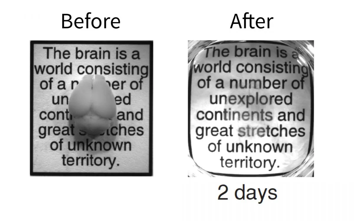 Intact adult mouse brain before and after the two-day CLARITY process. In the image on the right, the fine brain structures can be seen faintly as the areas of blurriness above the words "number," "unexplored," "continent" and "stretches." http://med.stanford.edu/ism/2013/april/clarity.html#sthash.wN07wLza.dpuf