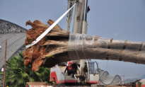 Chinese Police Replant 26-Ton Stolen Walnut Tree