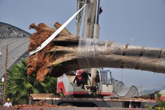 Screenshot showing the stolen walnut tree being prepared for replanting. (Screenshot/Tencent QQ)