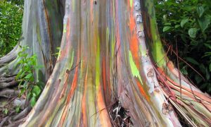 3 Strange Types of Eucalyptus Tree: Rainbow, 'Widow Maker,' Scribbly