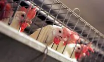 Amendment Would Block State Animal Welfare Laws