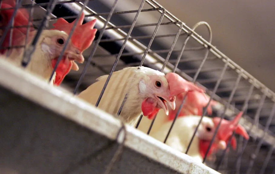Chickens at an egg processing plant at the Dwight Bell Farm in Atwater, Calif., on Sept. 10, 2008. (AP Photo/Marcio Jose Sanchez File) 