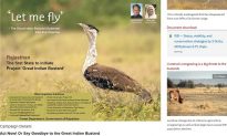 IUCN Lists Great Indian Bustard as Critically Endangered