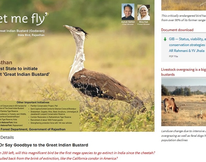 Great Indian bustard  Natural History, Conservation Status