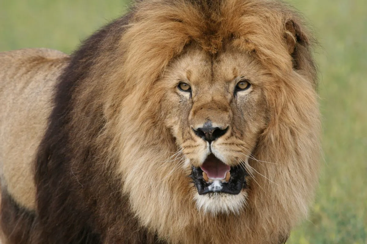The lion Bam Bam, freed from the circus. (Courtesy of ADI Films)