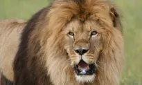 ‘Lion Ark’ Documents a Daring Animal Rescue Mission
