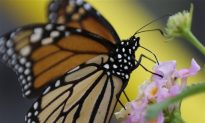 Experts Believe Fewer Monarchs through South Texas