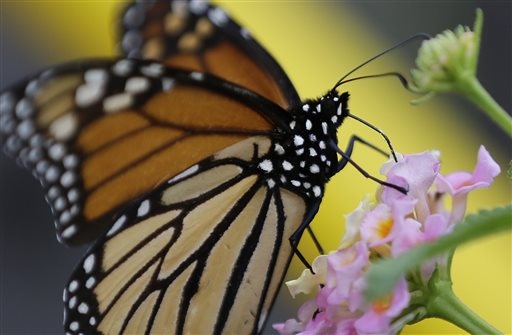 Monarch butterfly (AP Photo/Eric Gay)