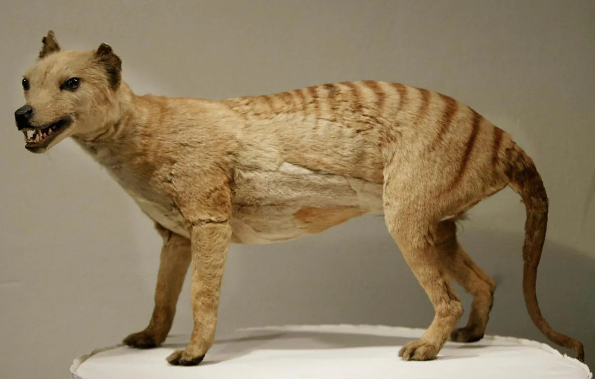 Tasmanian tiger (Thylacine), which was declared extinct in 1936, is displayed at the Australian Museum in Sydney, file photo. However, there have been reported sightings this decade, suggesting that they may still exist. (Torsten Blackwood)