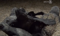 Thousands of Newborn Turtles Scurry Over Mexican Beaches (Video)