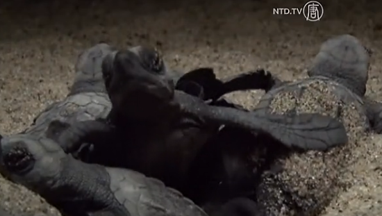 Thousands of Newborn Turtles Scurry Over Mexican Beaches (Video)