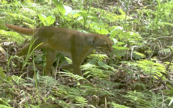 Borneo Marbled Cat: Rare Cat Caught on Camera (+Photo and Video)