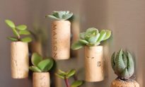Cool DIY Gift Idea for Plant, Wine Lovers: Plants Grow in Fridge Magnets, Recycled Corks