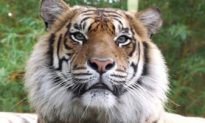 David Styles Identified as Tiger Handler Who Got Mauled at Australia Zoo