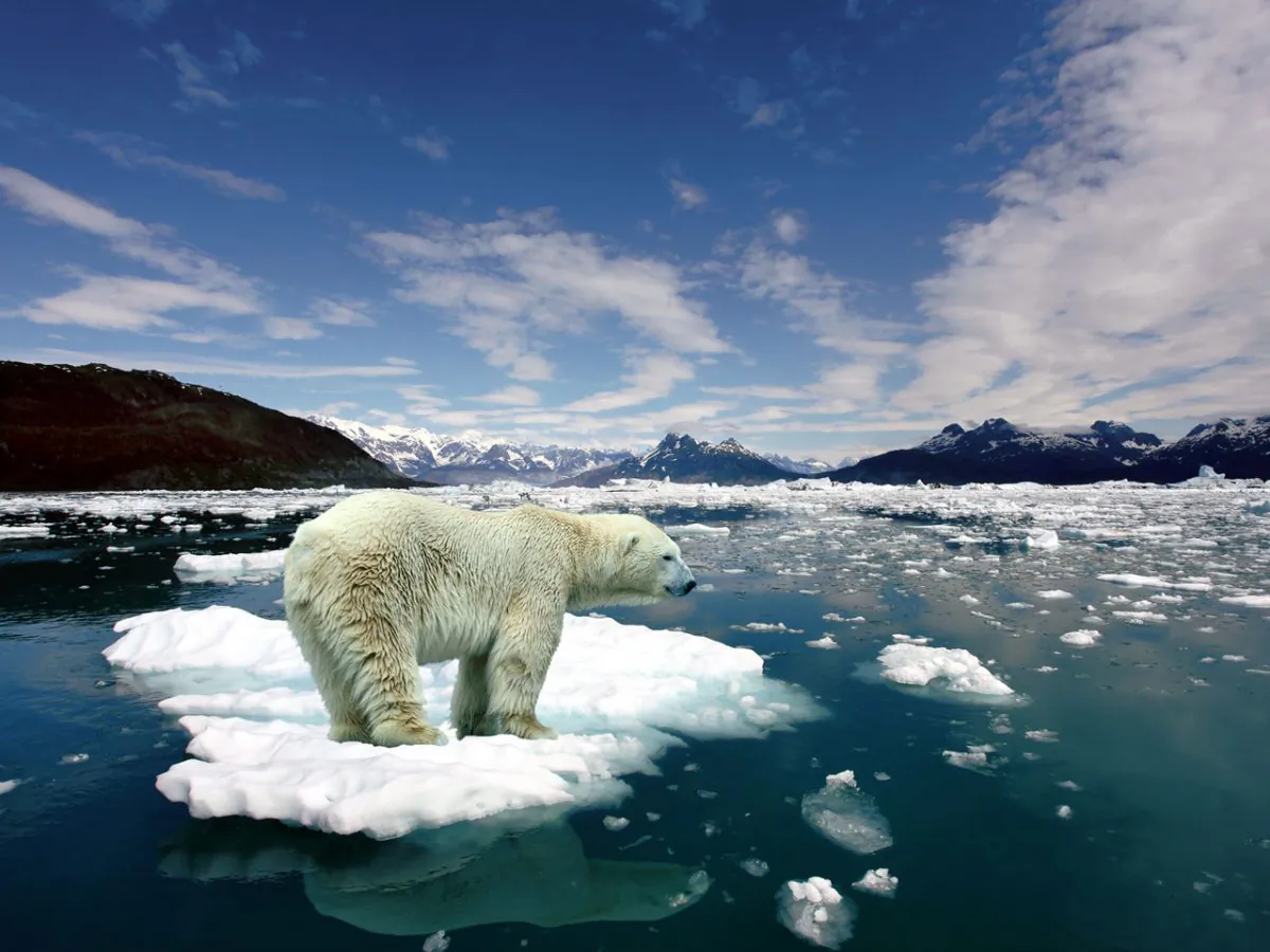 As the Arctic ice cap shrinks the entire ecology of this fragile part of the world is shifting. Polar bears face an uncertain future as their habitat literally melts away.