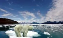 Global Warming, Me and Polar Bears