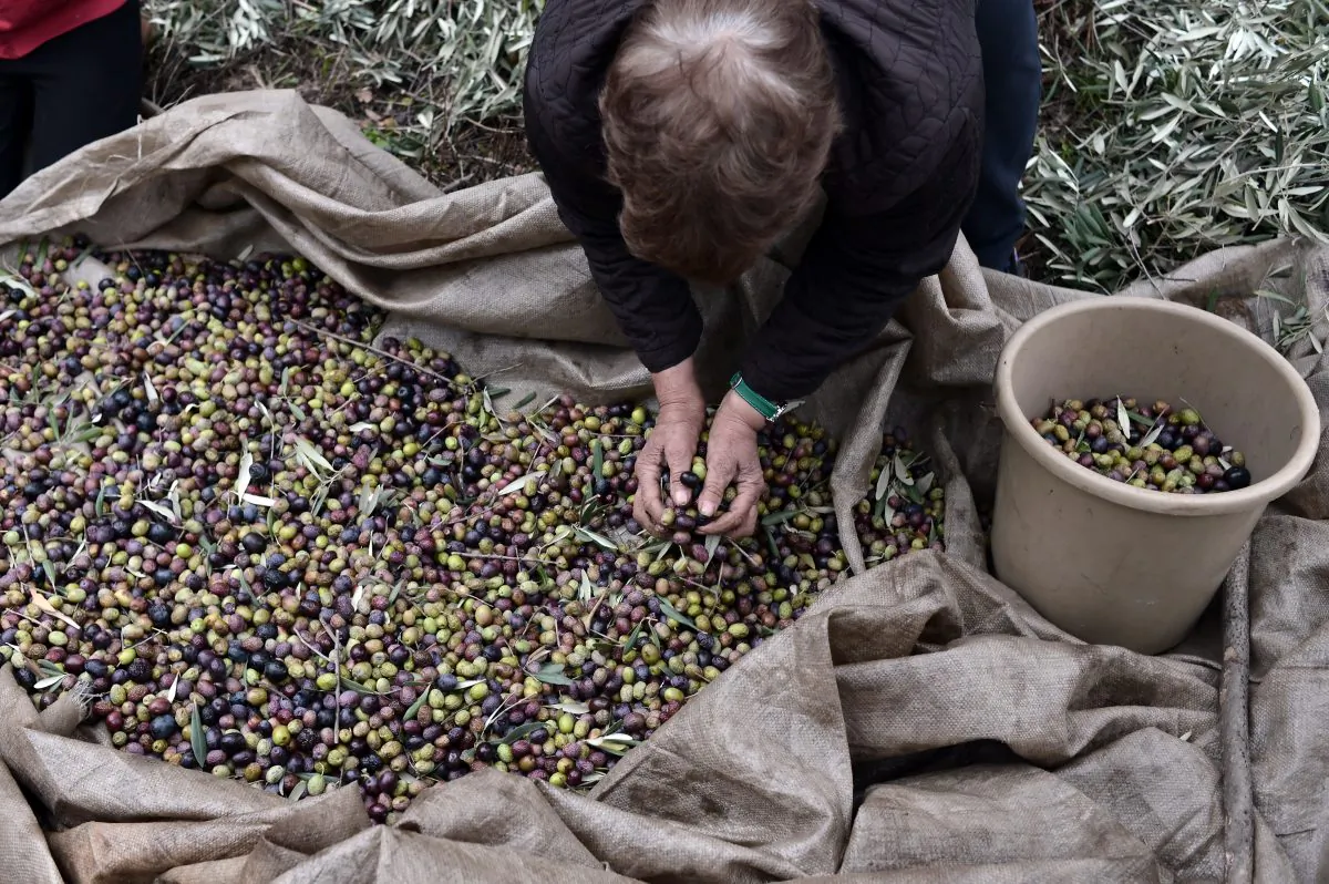 Collecting olives for olive oil near the village of Milies, central Greece, in this file photo from Jan. 5, 2013. (Louisa Gouliamaki/AFP/Getty Images)