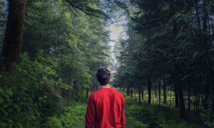 Pilot Crashes, Sees Own Body Hanging in Trees: Near-Death Experience