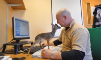 Pretty Much the Cutest Little Animal Ever: Dik-Dik Mini Antelopes