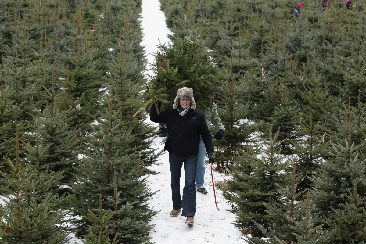 Shoppers carry their tree at a Christmas Tree Farm in Mellensee near Berlin, Germany, on Dec. 12, 2010. (Andreas Rentz/Getty Images)