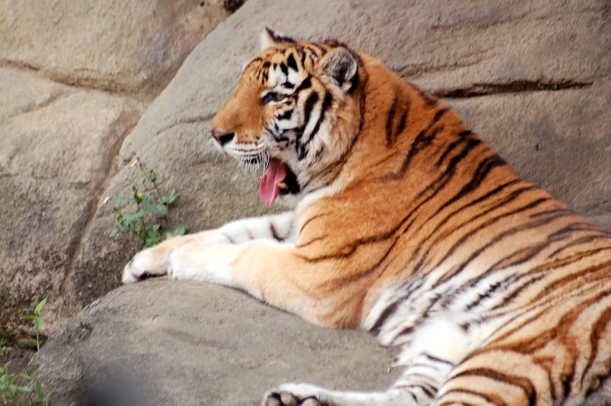 A majestic tiger rests on a rock. Renowned Chinese painter Gu Kaizhi was also known by the nickname “tiger head,” meaning the “leader of tigers.” (Jiayi Wang/Epoch Times)
