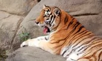 Story From Ancient China: Father of Chinese Painting, ‘Leader of Tigers’